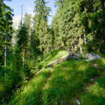 Deutlich erkennbarer Pfad im Wald © Gipfelfieber