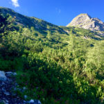 Aufstieg durch Latschen © Gipfelfieber