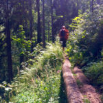 Im Wald zum Mitterkaser © Gipfelfieber