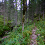 Durch den Wald © Gipfelfieber