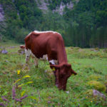 Glückliche Kuh © Gipfelfieber