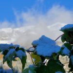 Noch grüner Ahorn © Gipfelfieber