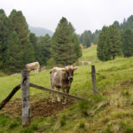 Glückliche Kuh © Gipfelfieber