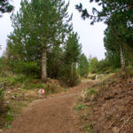 Im Zirbenwald © Gipfelfieber