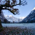 Uralter Ahornbaum © Gipfelfieber