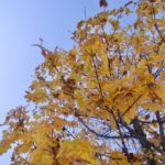 Goldener Ahorn © Gipfelfieber