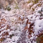 Winter am Panoramaweg © Gipfelfieber