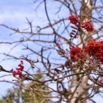 Knallig rote Vogelbeeren © Gipfelfieber