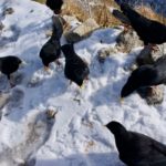 Wie die Geier © Gipfelfieber