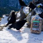 Beliebt bei Mensch und Tier © Gipfelfieber