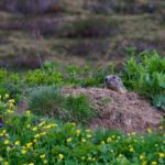 April: Murmeli am Walserweg © Gipfelfieber