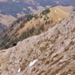 Junge Gams am Gipfel © Gipfelfieber