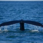 Buckelwal in Husvik © Gipfelfieber