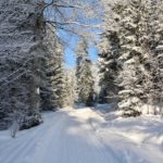 Rodelbahn im Wald © Gipfelfieber