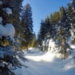 Aufstieg im Wald © Gipfelfieber