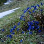 Enzian beim Chiemsee wandern © Gipfelfieber