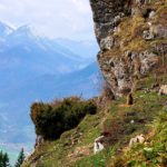 Murmeltier am Hochgern © Gipfelfieber