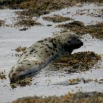 Robbe © Gipfelfieber