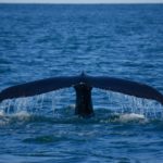 Buckelwal vor Húsavík © Gipfelfieber