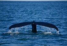 Buckelwal vor Húsavík © Gipfelfieber