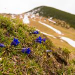 Der Geigelstein: Von Sachrang auf den Blumenberg des Chiemgaus © Gipfelfieber