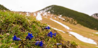 Der Geigelstein: Von Sachrang auf den Blumenberg des Chiemgaus © Gipfelfieber
