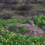 Murmeltier unweit vom Grüensee © Gipfelfieber