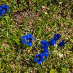 Enzian in voller Pracht © Gipfelfieber