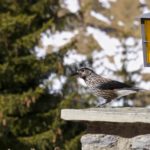 Tannenhäher © Gipfelfieber