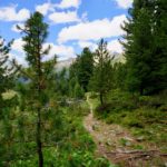 Junger Zirbenbaum © Gipfelfieber