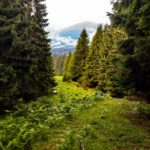 Durch eine Waldschneise © Gipfelfieber