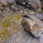 Alpensalamander am Bach © Gipfelfieber