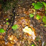 Ein Feuersalamander © Gipfelfieber