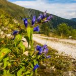 Schwalbenwurz-Enzian am Wegesrand © Gipfelfieber