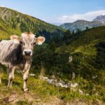 Posierendes Jungtier © Gipfelfieber