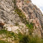 Der Fuchs der Meilerhütte © Gipfelfieber