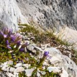Etwas Leben in der kargen Landschaft © Gipfelfieber