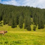 Glückliche Kuh © Gipfelfieber