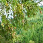 Im Wald © Gipfelfieber