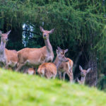 Die hauseigenen Hirsche © Gipfelfieber