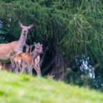 Auch ein junger Hirsch schaut neugierig © Gipfelfieber