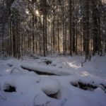 Die Sonne scheint durch die Bäume © Gipfelfieber