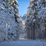 Im Wald hinter St. Bartholomä © Gipfelfieber