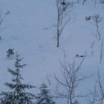 Eine Gams kauert sich in den Schnee © Gipfelfieber