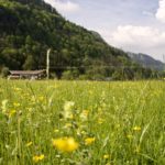 Saftige Wiesen im Sommer © Gipfelfieber