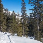 Aus dem Wald © Gipfelfieber