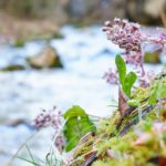 Junger Pestwurz © Gipfelfieber