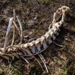 Ein Opfer des Winters © Gipfelfieber