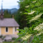 Holunderzeit © Gipfelfieber