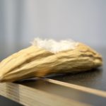 Eine Kapok-Bohne © Gipfelfieber